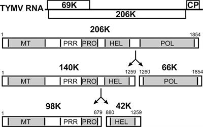 Identification and Molecular Characterization of the Chloroplast Targeting Domain of Turnip yellow mosaic virus Replication Proteins